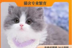 太可爱啦~纯血统长毛拿破仑矮脚猫 元宝耳、大嘴套、五官精致性